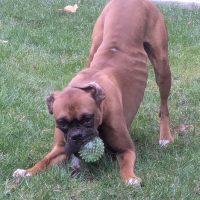 Enlarge Monkey, an adopted Boxer in Davis, CA image 3/6