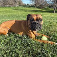 Enlarge Monkey, an adopted Boxer in Davis, CA image 5/6