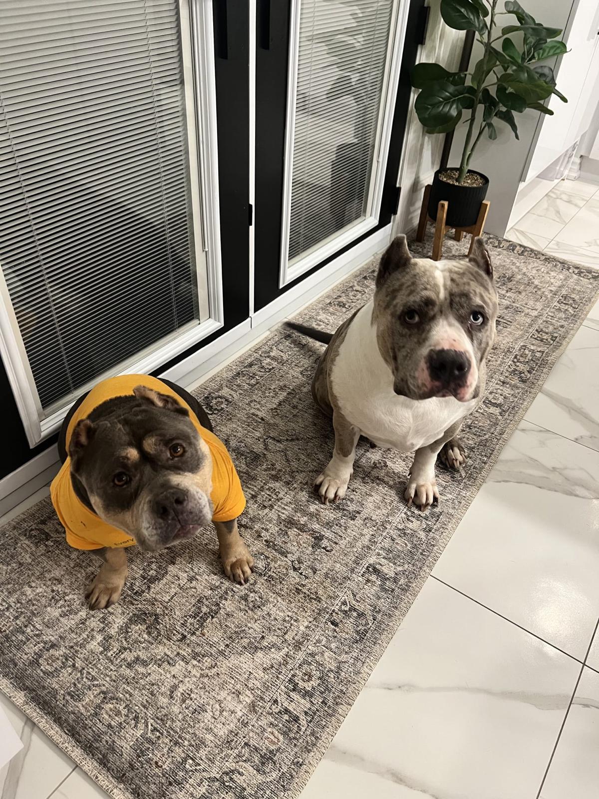 Luna, a ADOPTABLE American Bully in Oakville, ON image 4/5