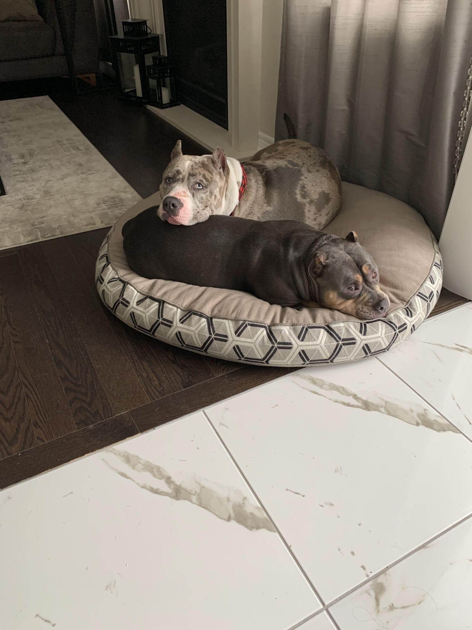 Luna, a ADOPTABLE American Bully in Oakville, ON image 5/5