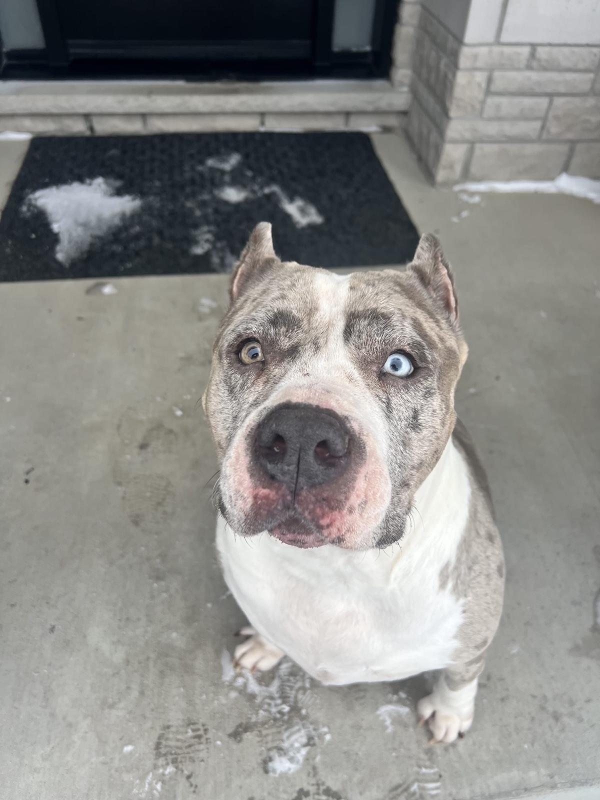 Luna, a ADOPTABLE American Bully in Oakville, ON image 1/5