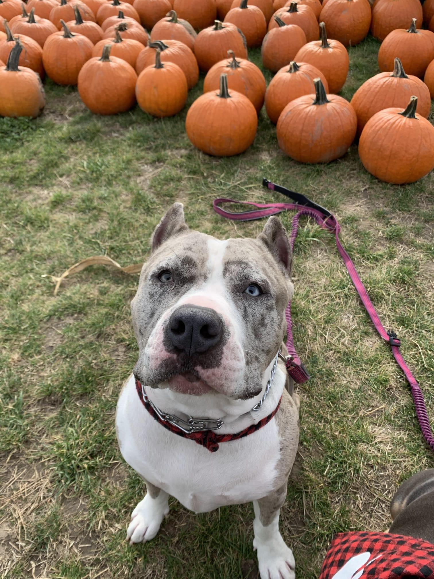 Luna, a ADOPTABLE American Bully in Oakville, ON image 2/5