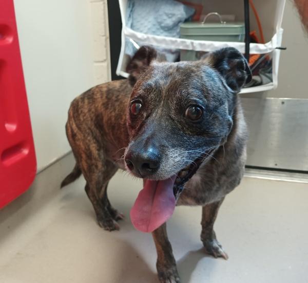 Cadillac, Adoptable, Senior Male Terrier.