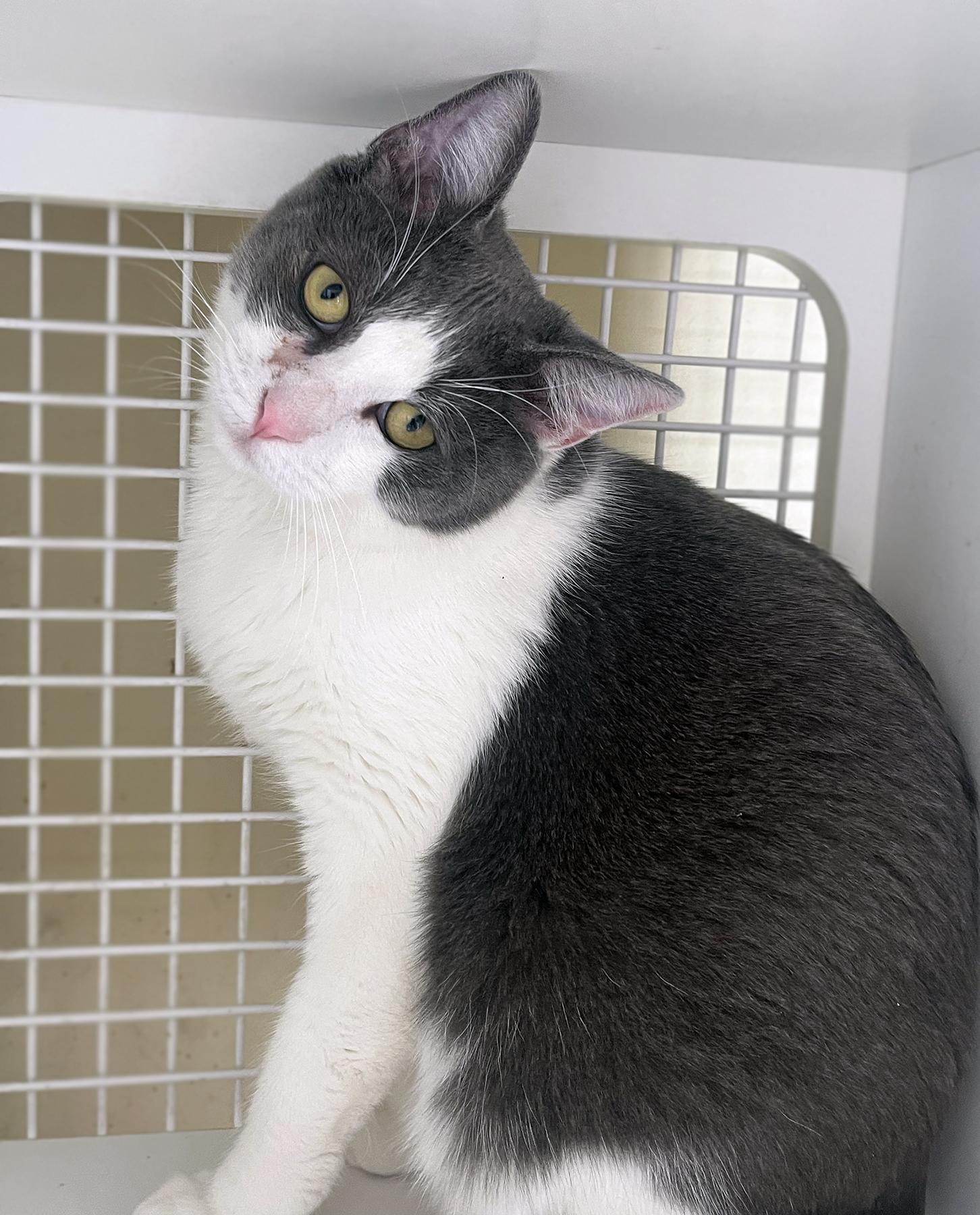 Enlarge Dale, a Adoptable mixed breed in La Puente, CA image 4/6