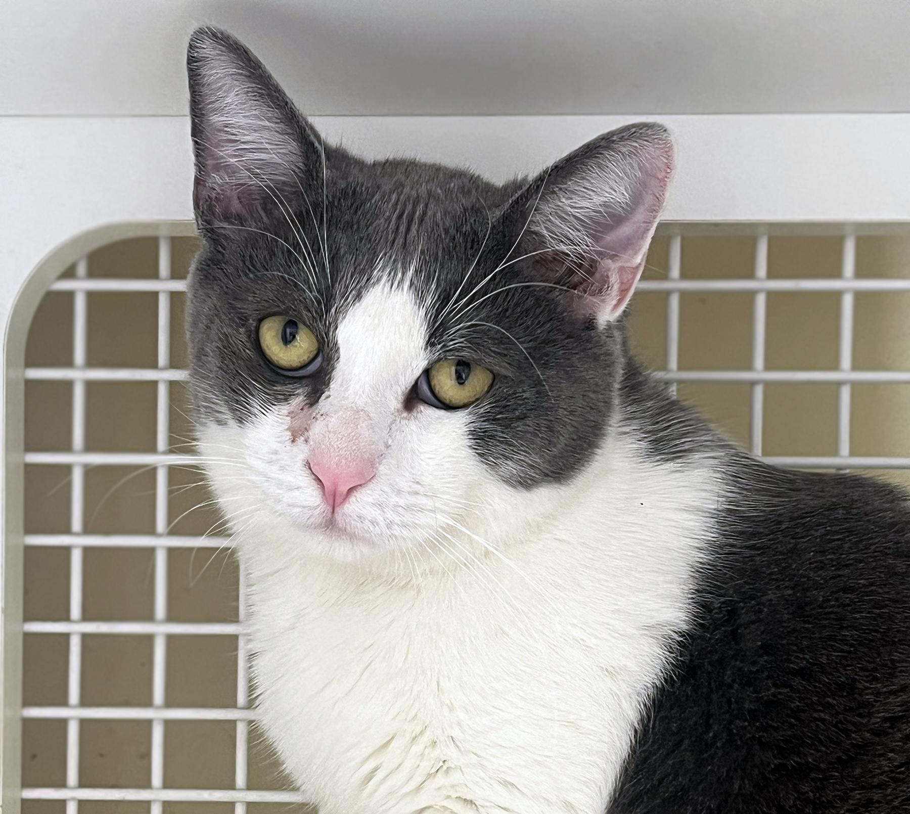 Enlarge Dale, a Adoptable mixed breed in La Puente, CA image 5/6