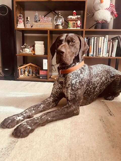 Ben, adopted, Adult Male German Shorthaired Pointer.