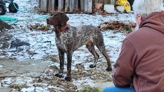 Enlarge Ben, an adopted German Shorthaired Pointer in Oak Ridge, NJ image 2/2