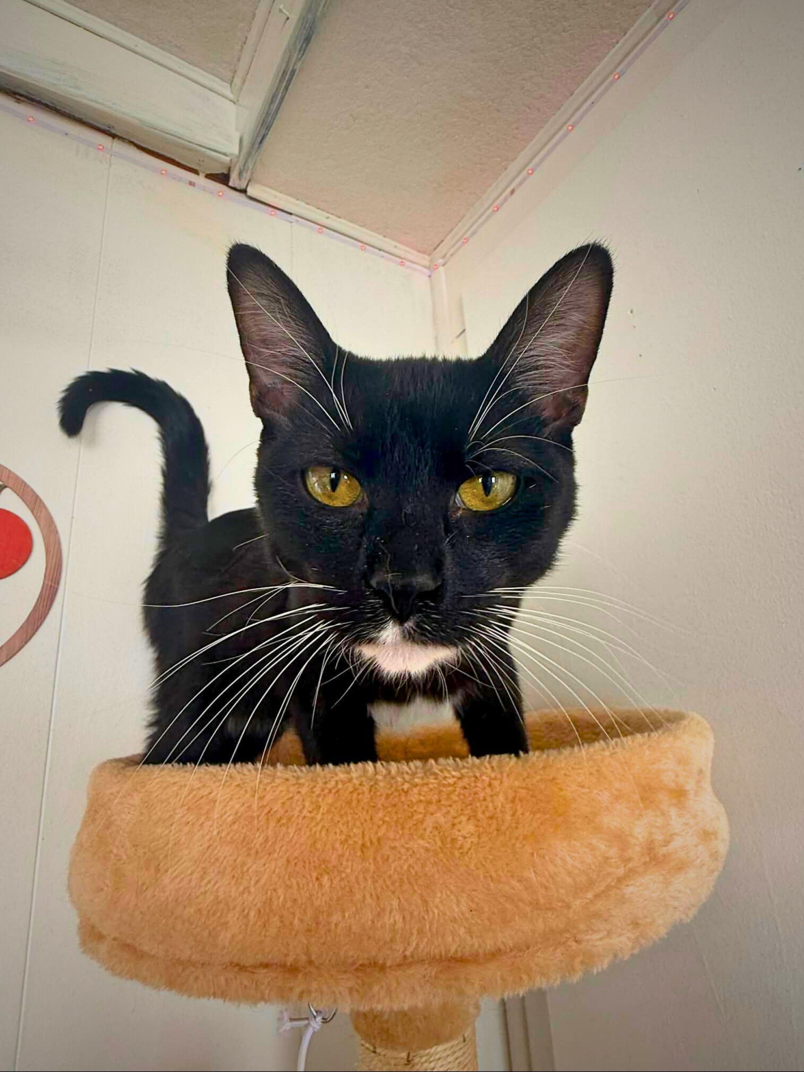 Ozzy | Young | Domestic Shorthair, a ADOPTABLE Domestic Short Hair in Royalton, IL image 2/6