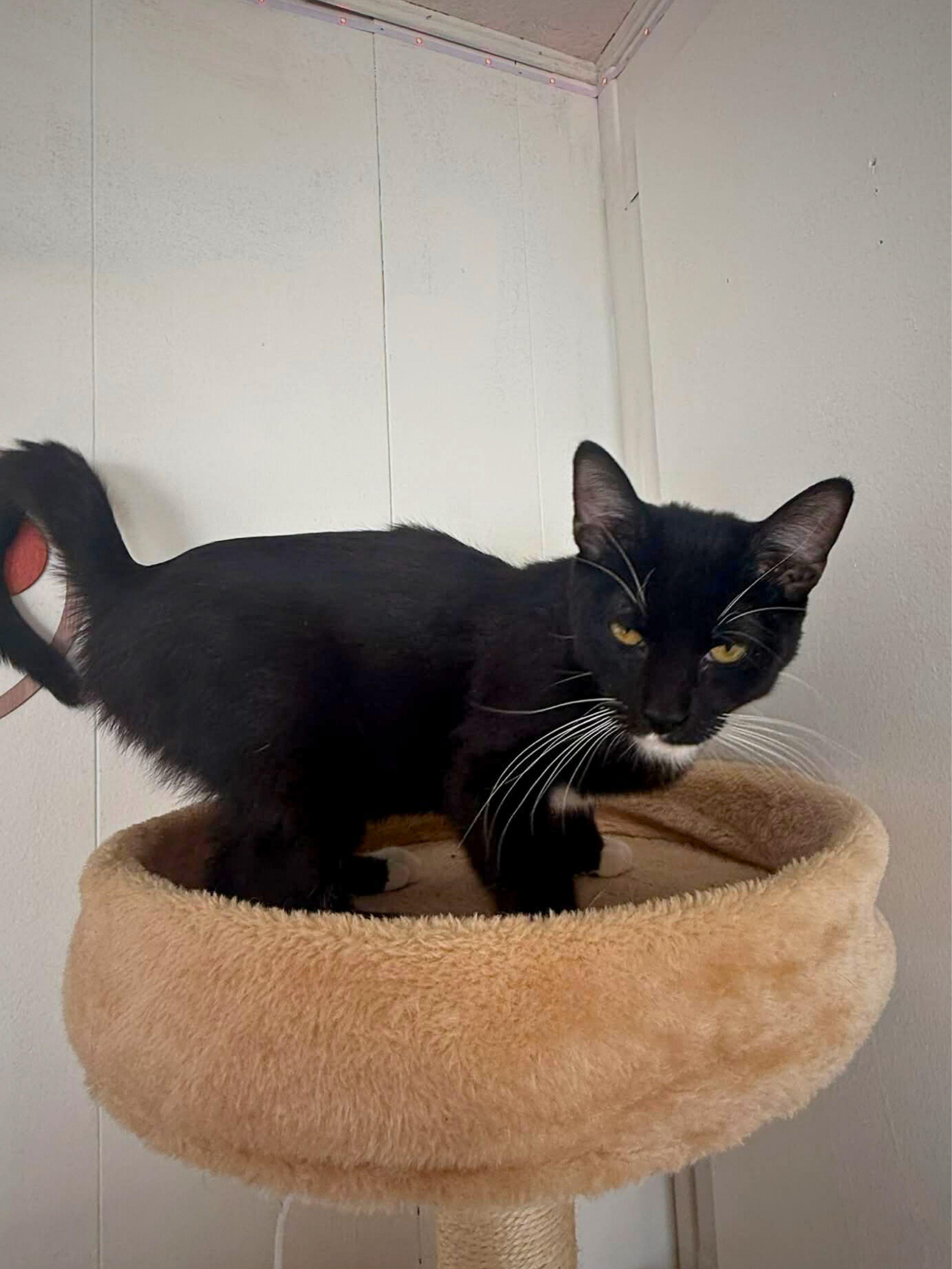 Ozzy | Young | Domestic Shorthair, a ADOPTABLE Domestic Short Hair in Royalton, IL image 6/6