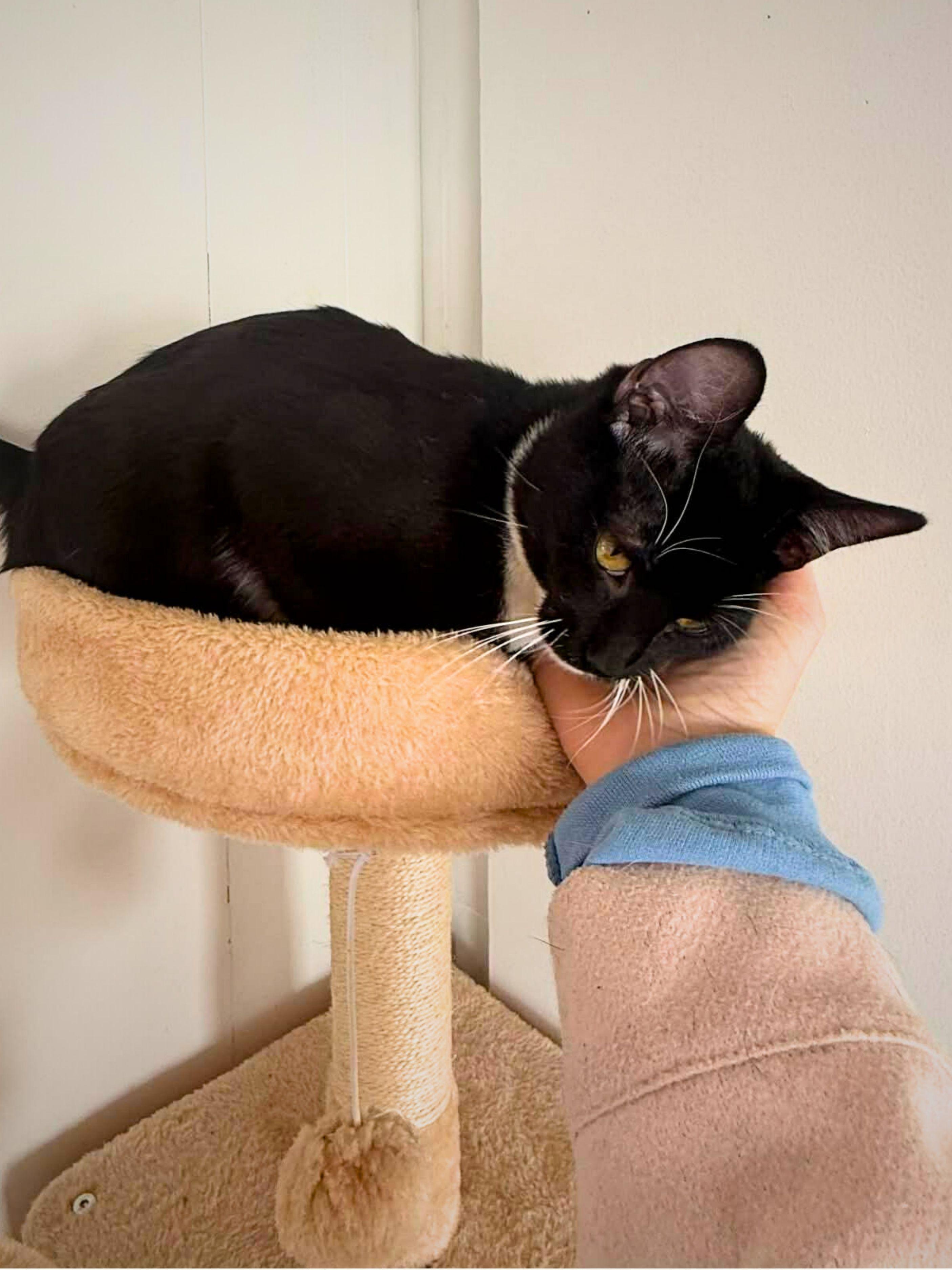 Ozzy | Young | Domestic Shorthair, a ADOPTABLE Domestic Short Hair in Royalton, IL image 4/6