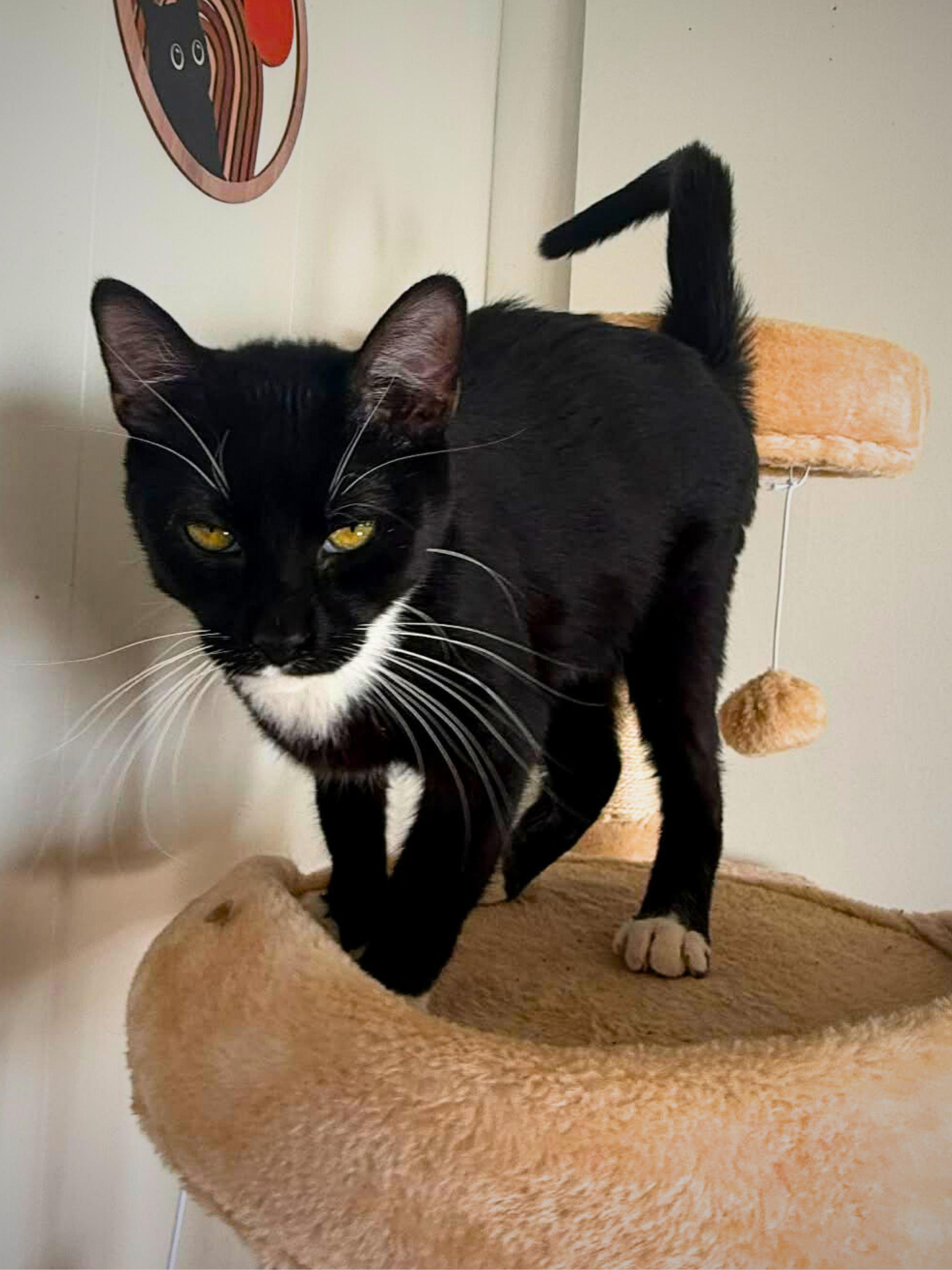 Ozzy | Young | Domestic Shorthair, a ADOPTABLE Domestic Short Hair in Royalton, IL image 3/6