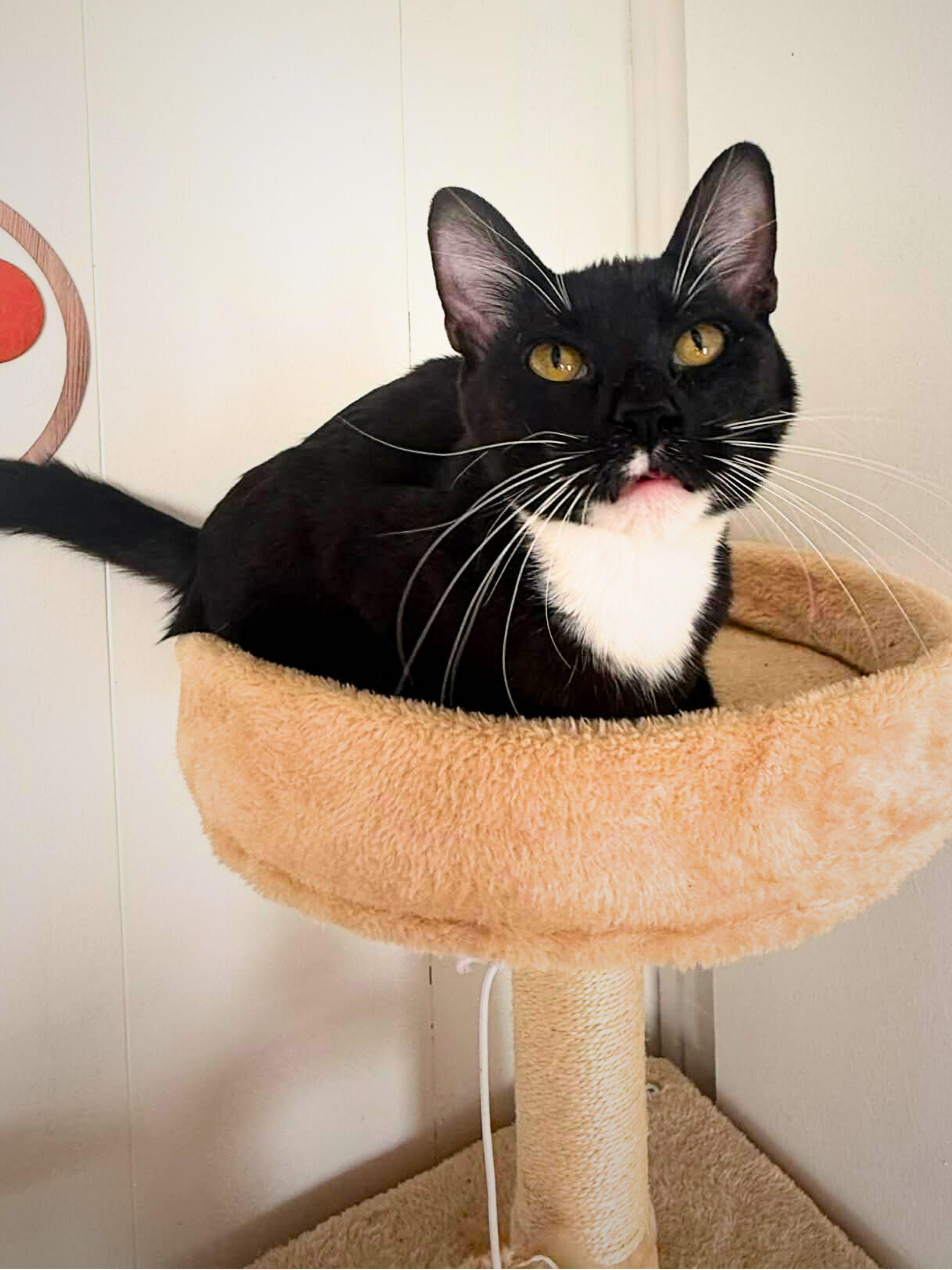 Ozzy | Young | Domestic Shorthair, ADOPTABLE, Young Male Domestic Short Hair.