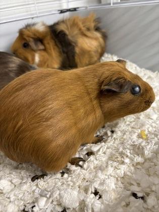 Ravioli/ Chef Boyardee/ Spaghettio, Adoptable, Adult Female Guinea Pig & Guinea Pig.