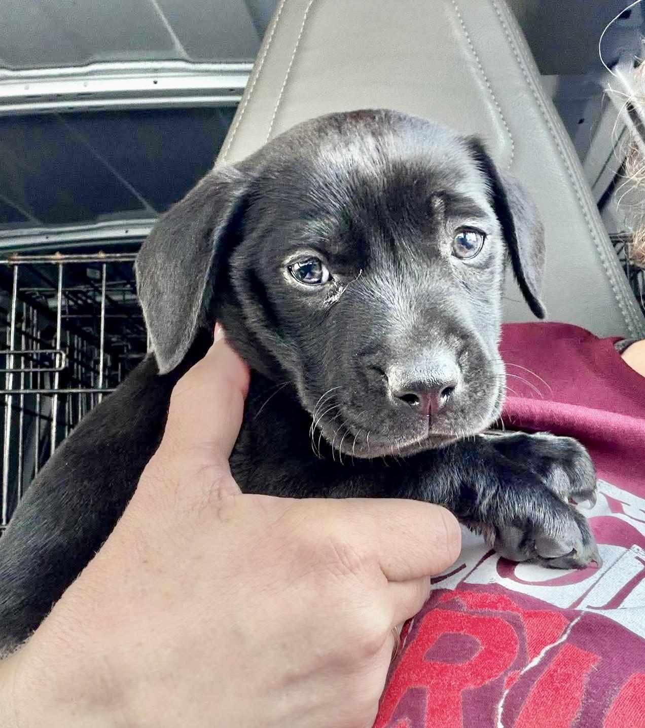 Enlarge Token, a Adoptable mixed breed in Portland, OR image 2/6