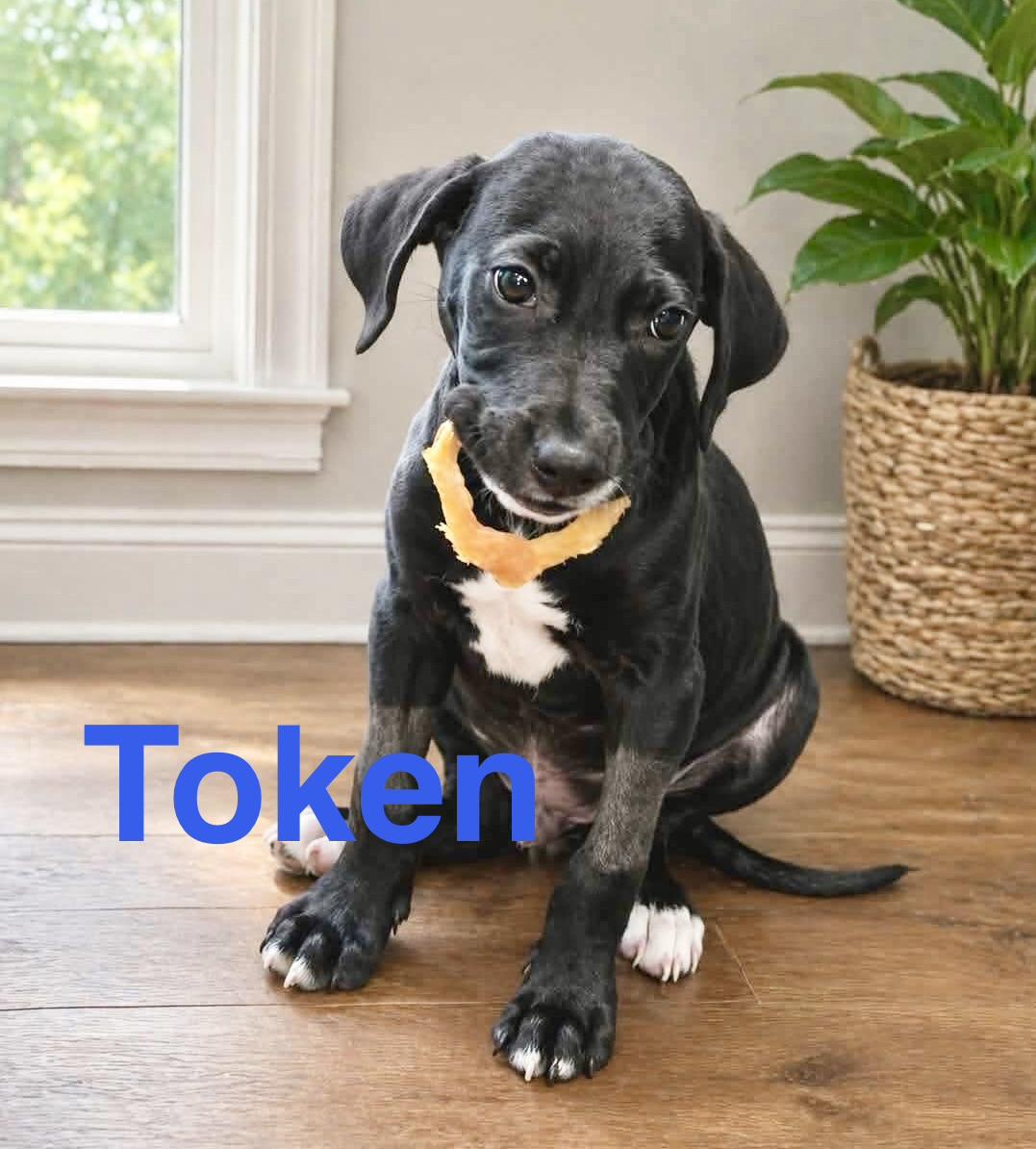 Enlarge Token, a Adoptable mixed breed in Portland, OR image 1/6