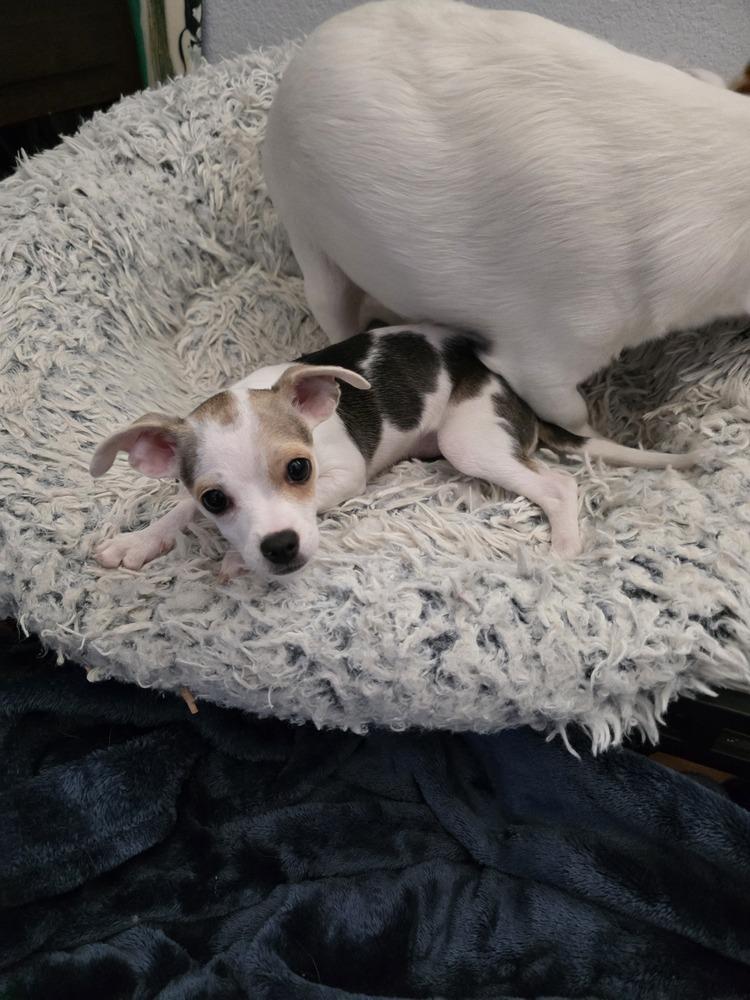 Penny, Adoptable, Puppy Female Chihuahua.