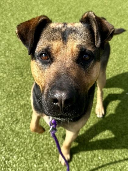 Enlarge Ramsey, a Adoptable mixed breed in Wichita, KS image 2/3