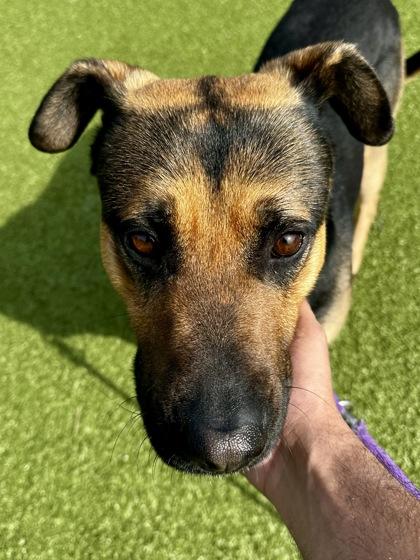 Enlarge Ramsey, a Adoptable mixed breed in Wichita, KS image 3/3