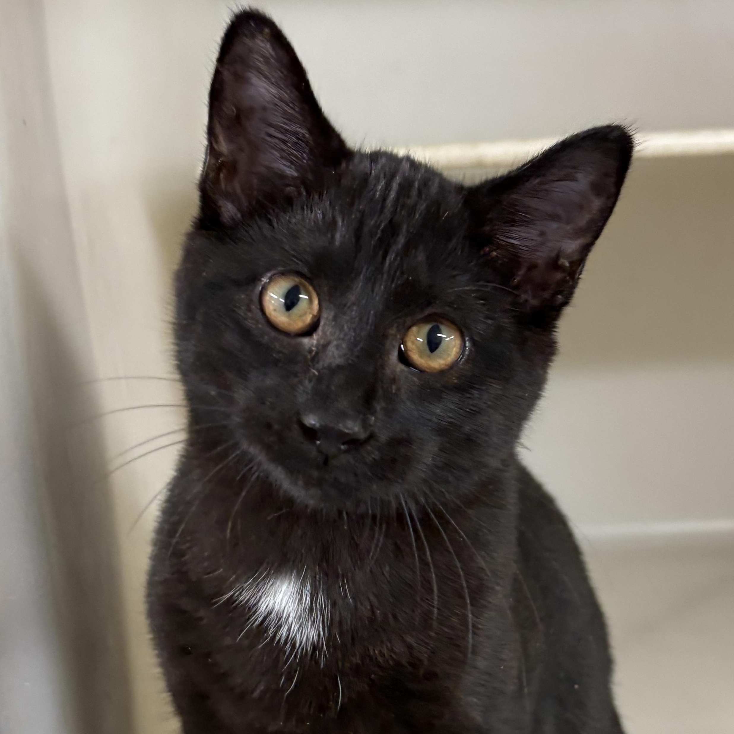 Pablano, an adopted mixed breed in Charles City, IA image 2/3