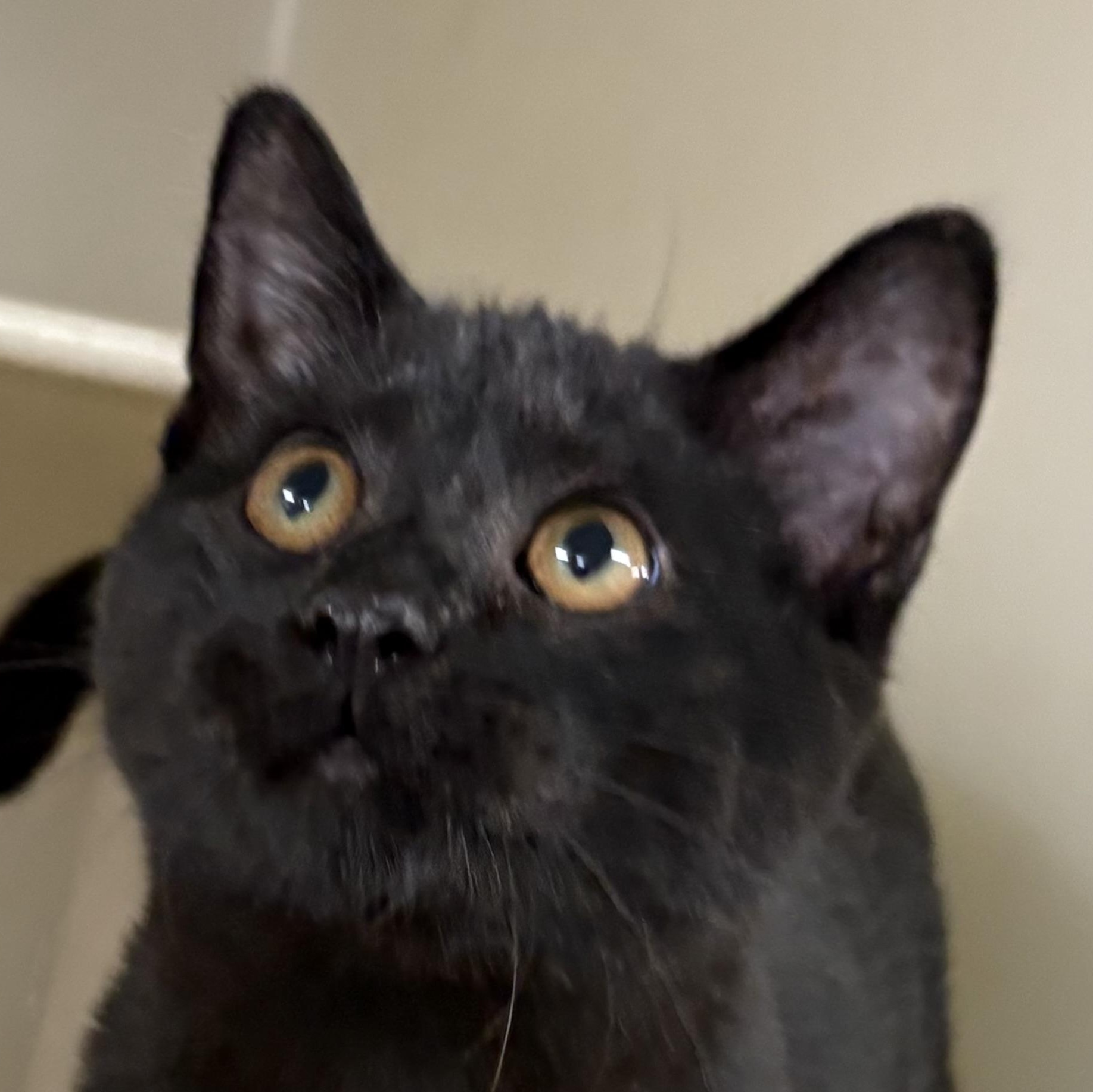 Pablano, an adopted mixed breed in Charles City, IA image 1/3