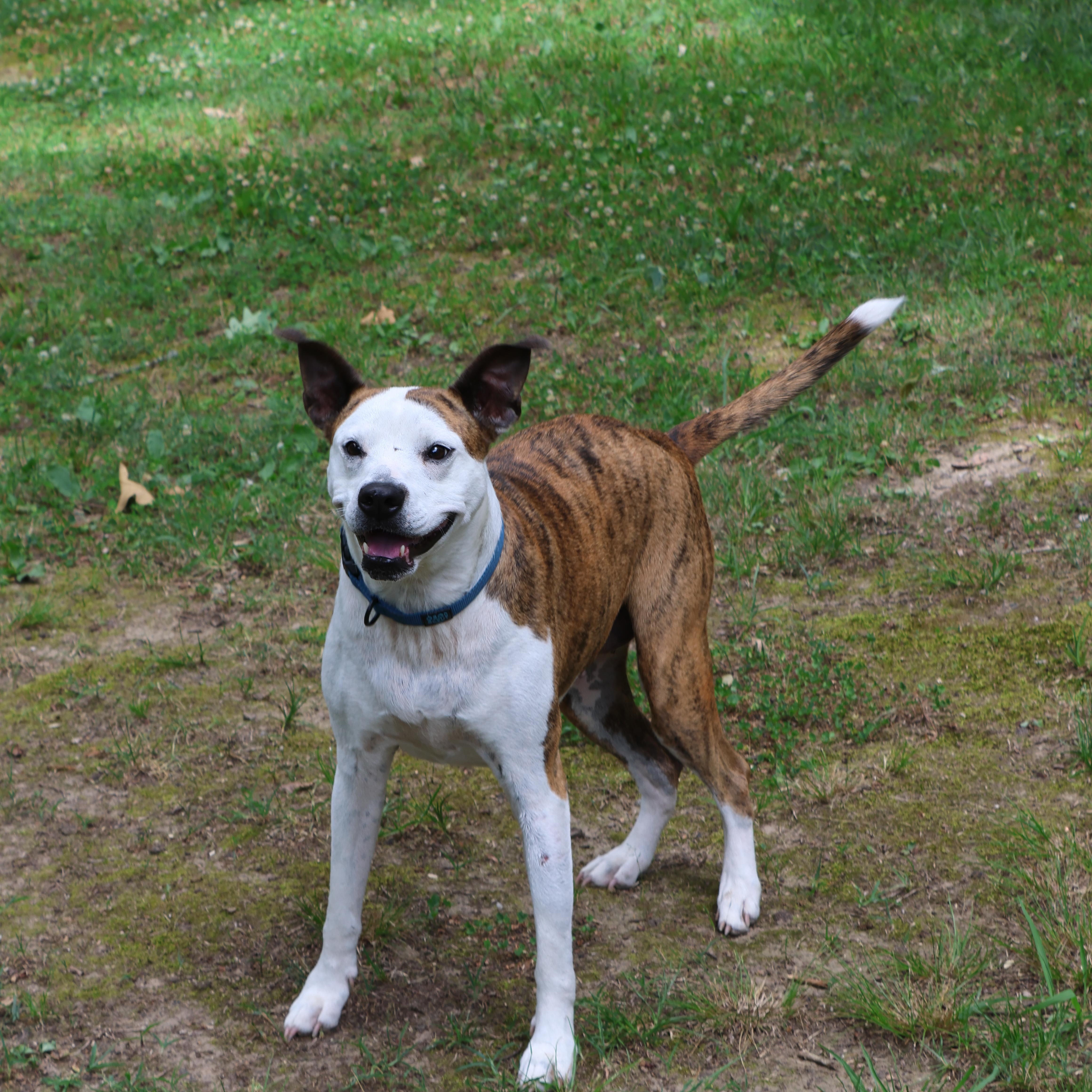 Myra, Adoptable, Adult Female American Staffordshire Terrier & Boxer.