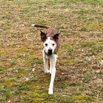 Enlarge Myra, a Adoptable mixed breed in Concord, NC image 5/5