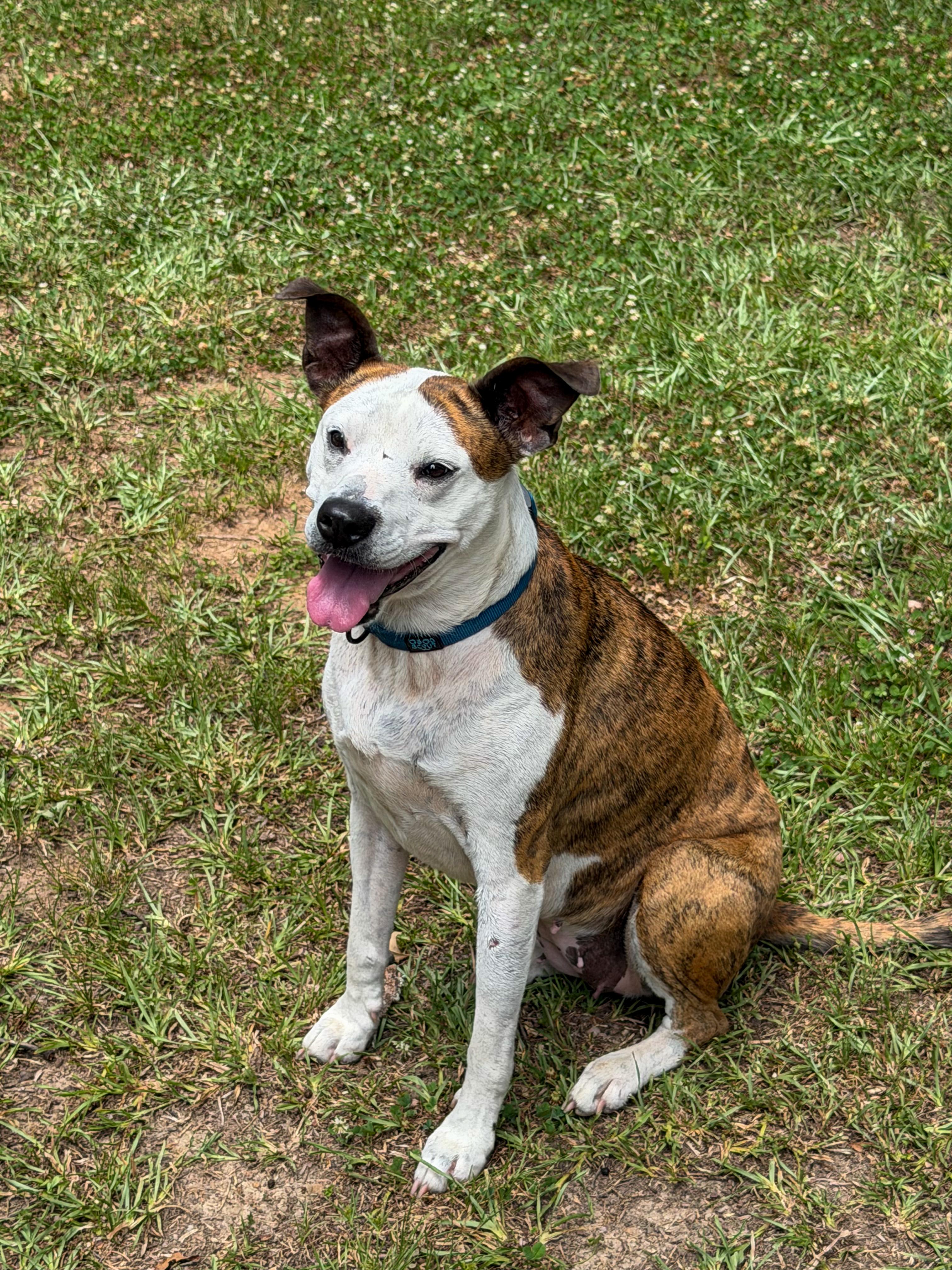 Enlarge Myra, a Adoptable mixed breed in Concord, NC image 3/5