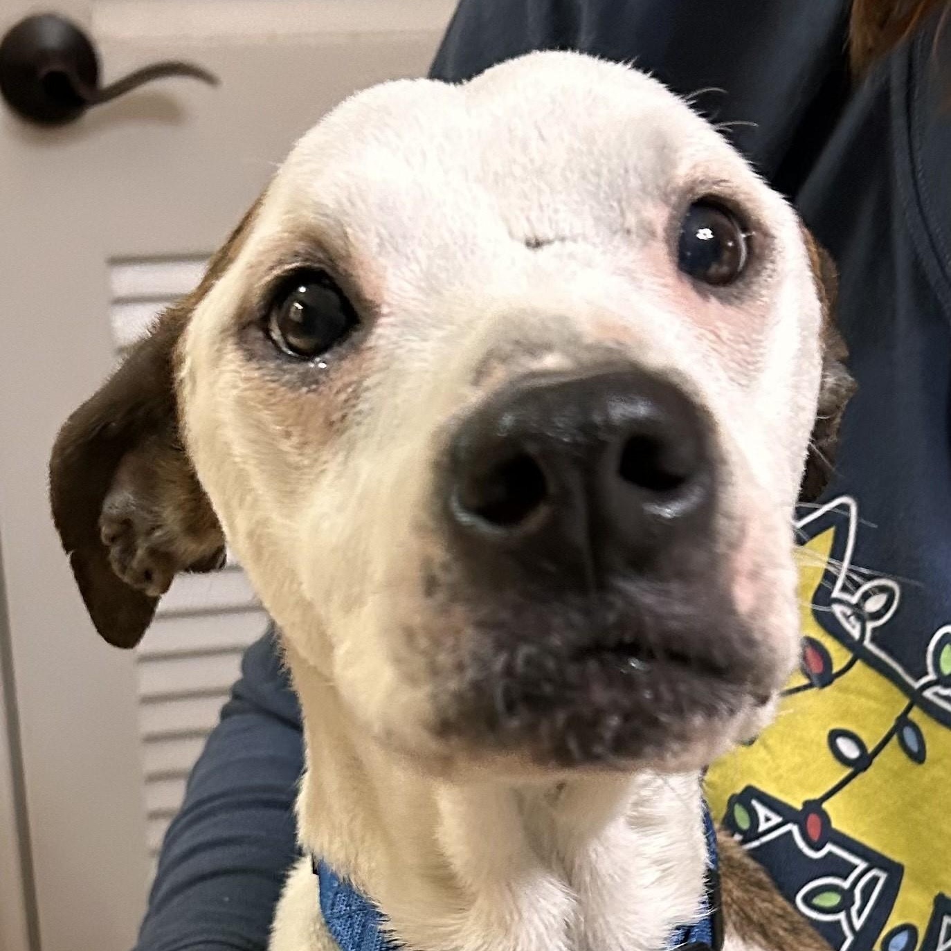 Enlarge Myra, a Adoptable mixed breed in Concord, NC image 1/5
