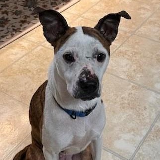 Enlarge Myra, a Adoptable mixed breed in Concord, NC image 2/5