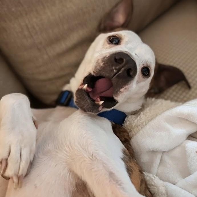 Enlarge Myra, a Adoptable mixed breed in Concord, NC image 3/5