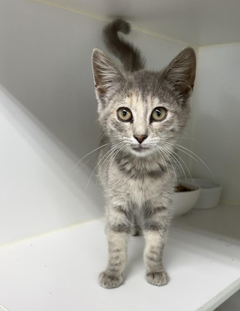 Velcro, Adopted, Kitten Female Domestic Short Hair.