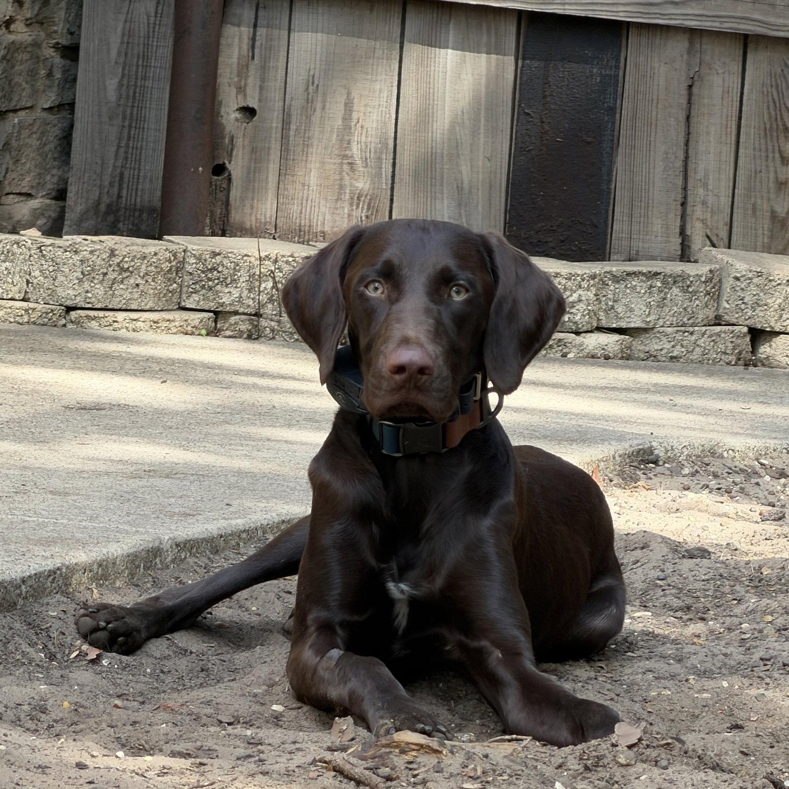 Enlarge Murphy, a Adoptable German Shorthaired Pointer in Denton, TX image 1/3