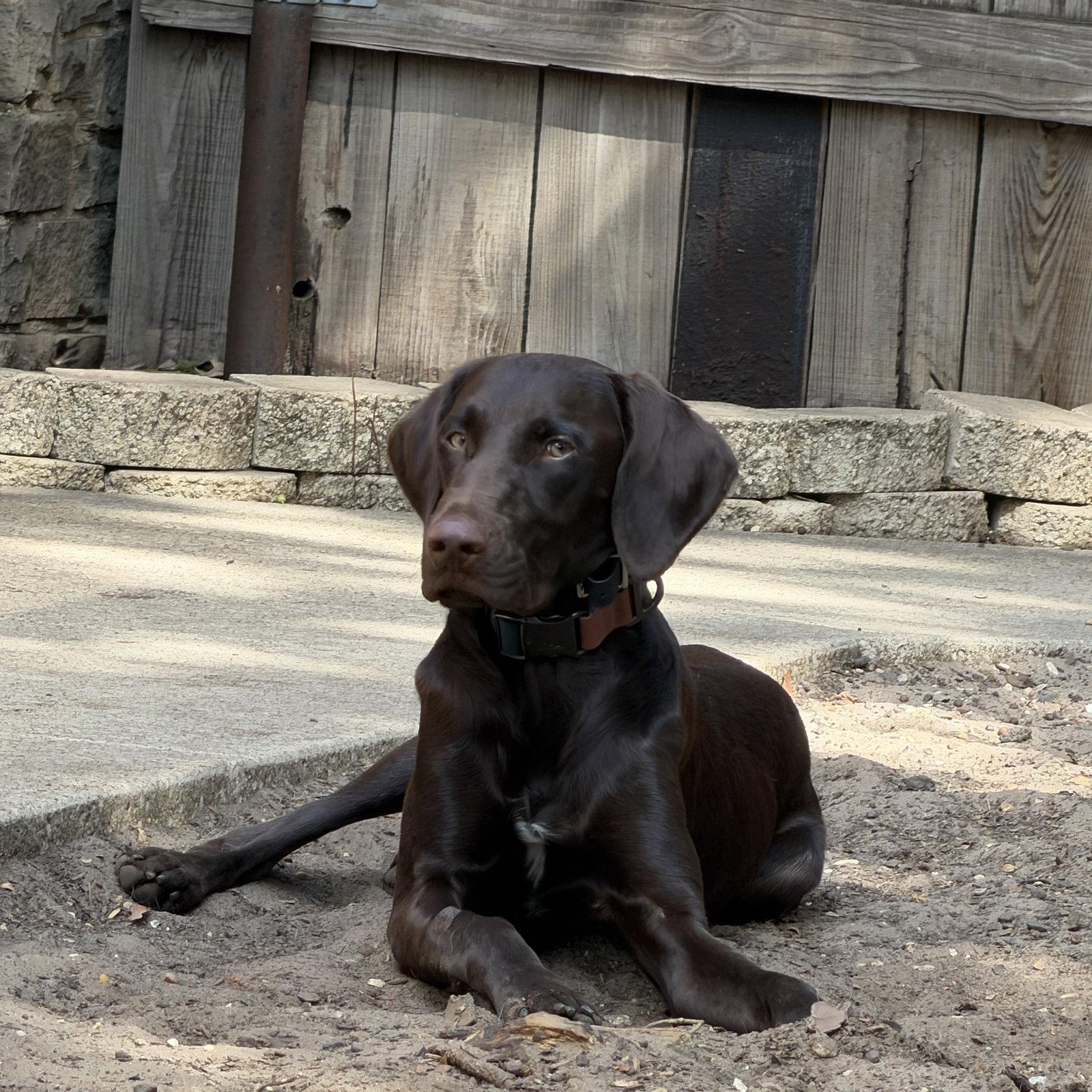 Enlarge Murphy, a Adoptable German Shorthaired Pointer in Denton, TX image 2/3