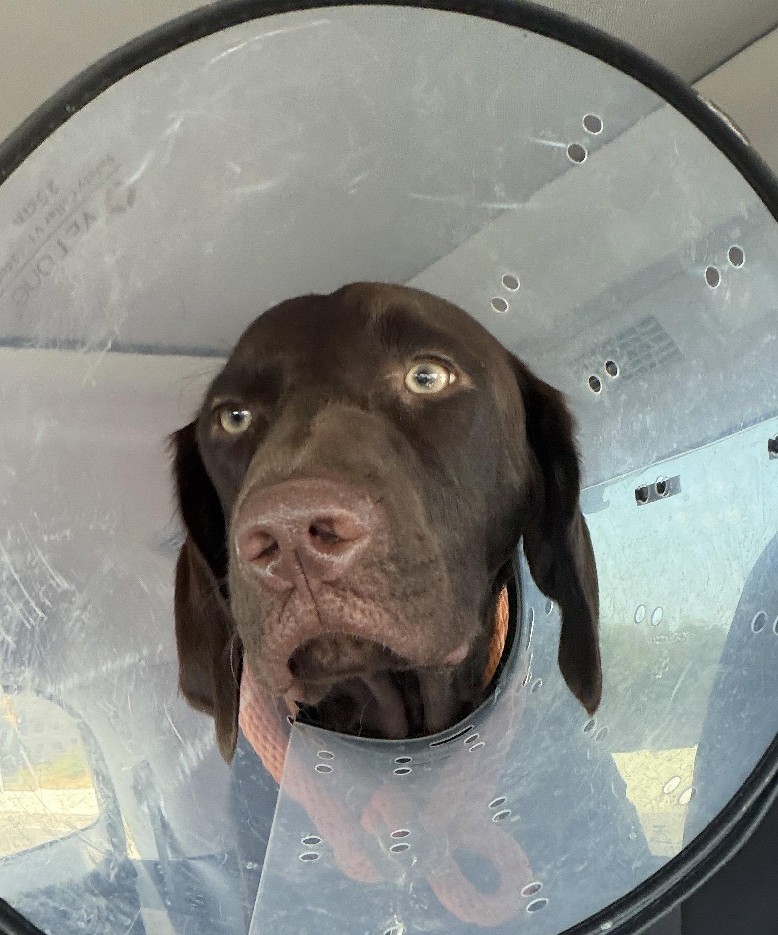 Enlarge Murphy, a Adoptable German Shorthaired Pointer in Denton, TX image 3/3