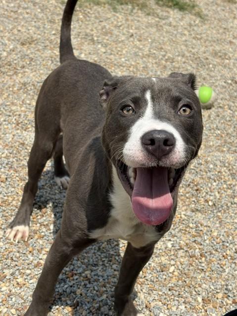 XENO, Adoptable, Young Male Pit Bull Terrier & Mixed Breed.