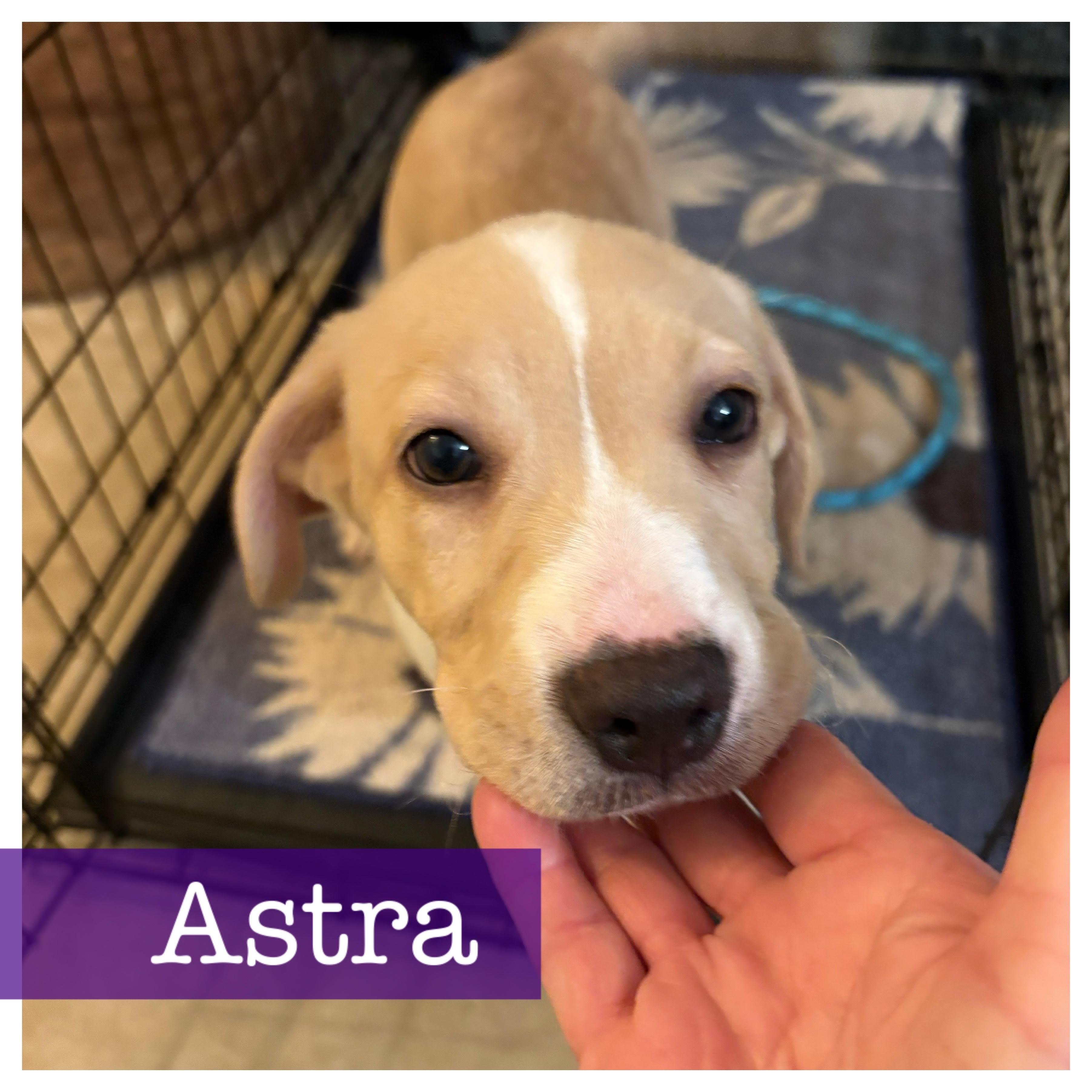 Enlarge Astra, a ADOPTABLE mixed breed in Cumming, GA image 1/2