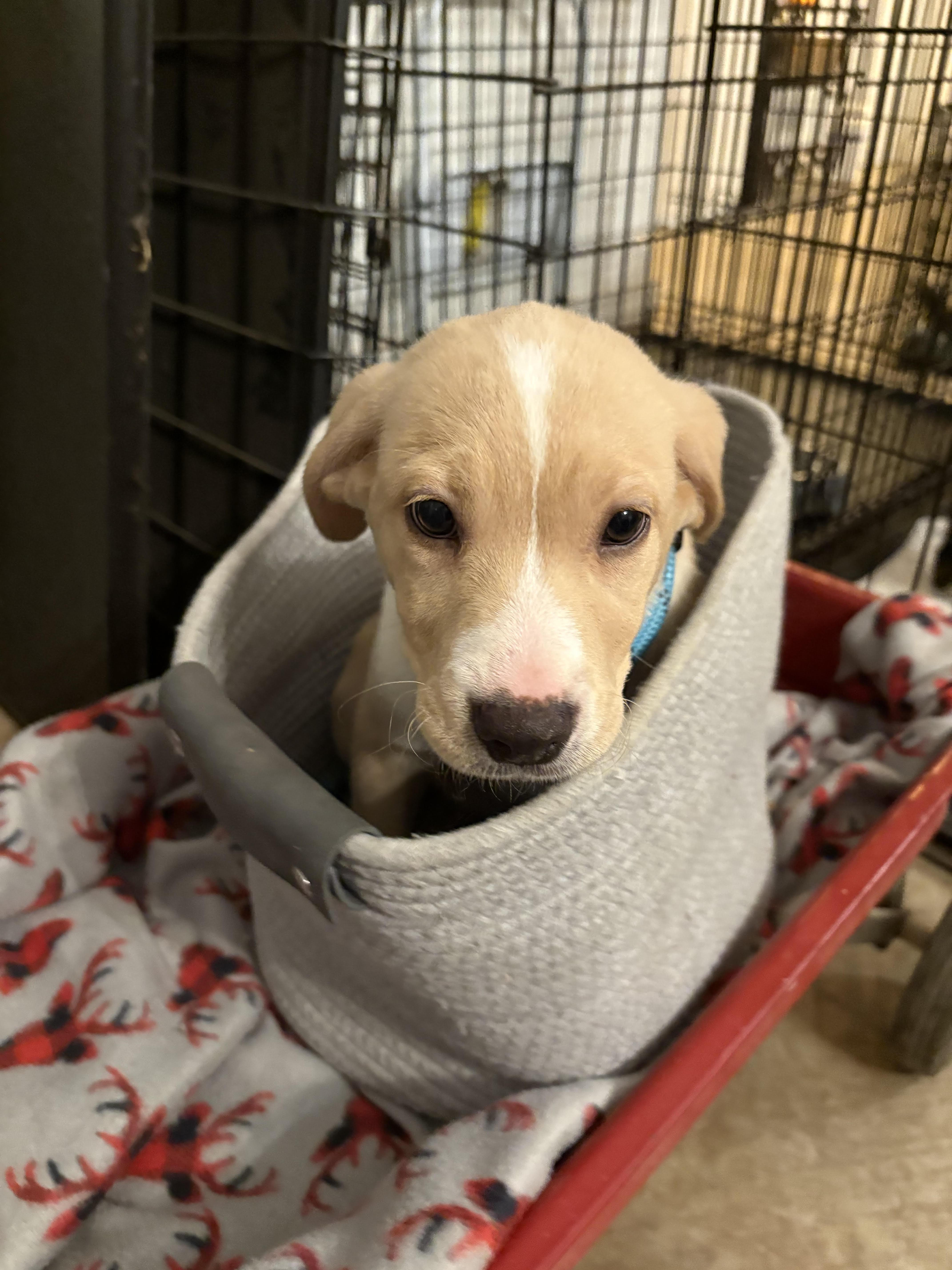 Enlarge Astra, a ADOPTABLE mixed breed in Cumming, GA image 2/2