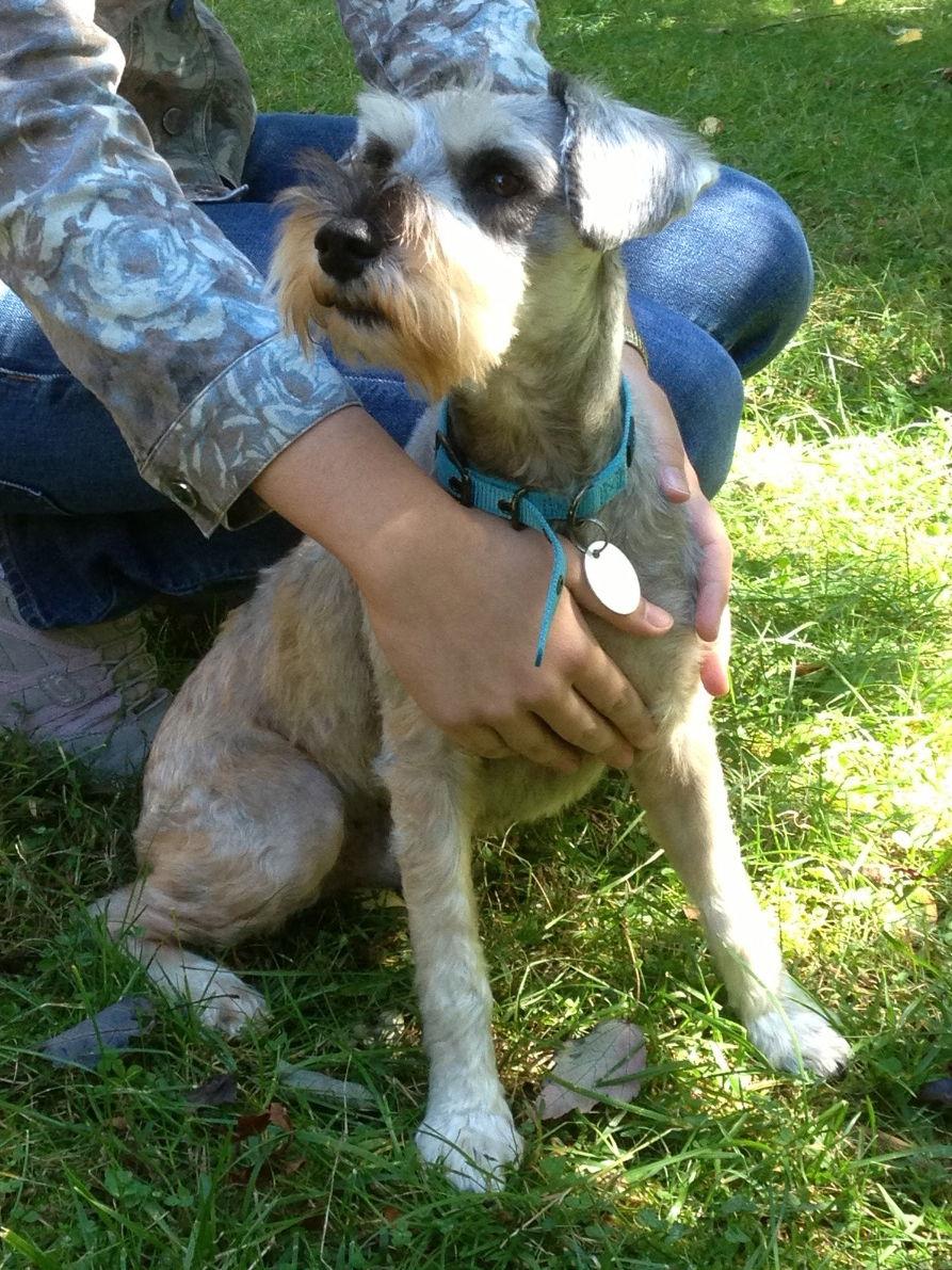 Enlarge BRONCO SRC#1688  ADOPTED, a Adopted mixed breed in Lenoir, NC image 1/3