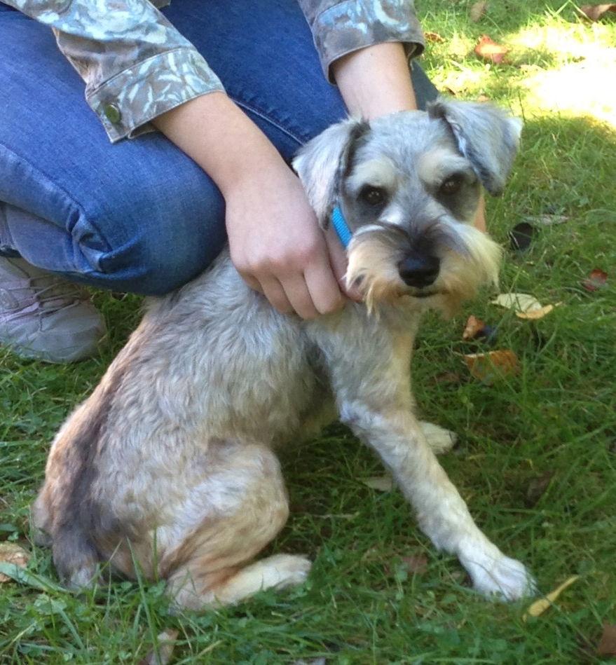 Enlarge BRONCO SRC#1688  ADOPTED, a Adopted mixed breed in Lenoir, NC image 2/3