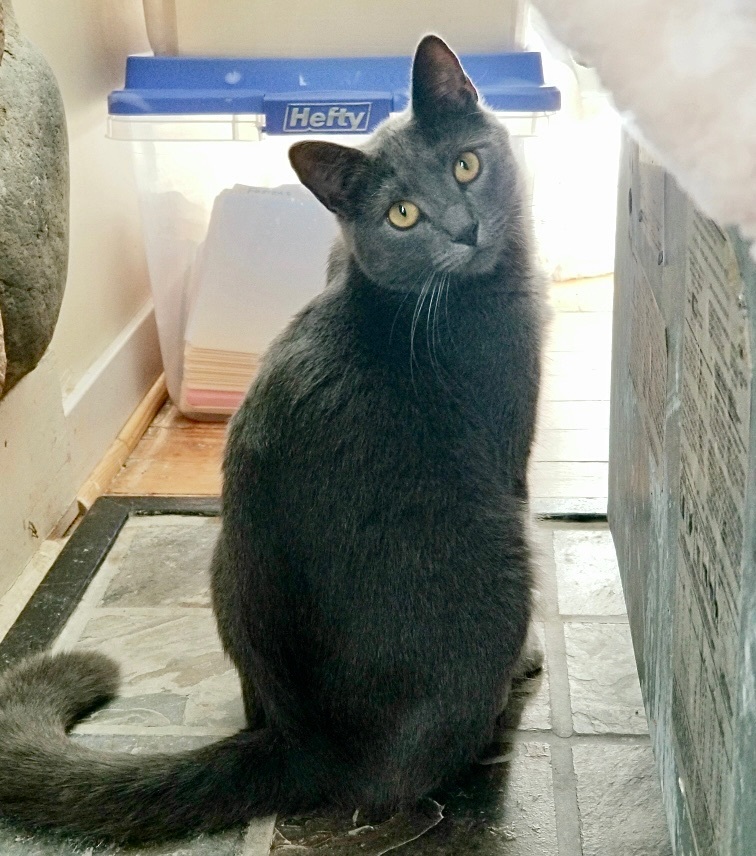 Enlarge Slurpee, a Adoptable Domestic Short Hair in Queenstown, MD image 1/13