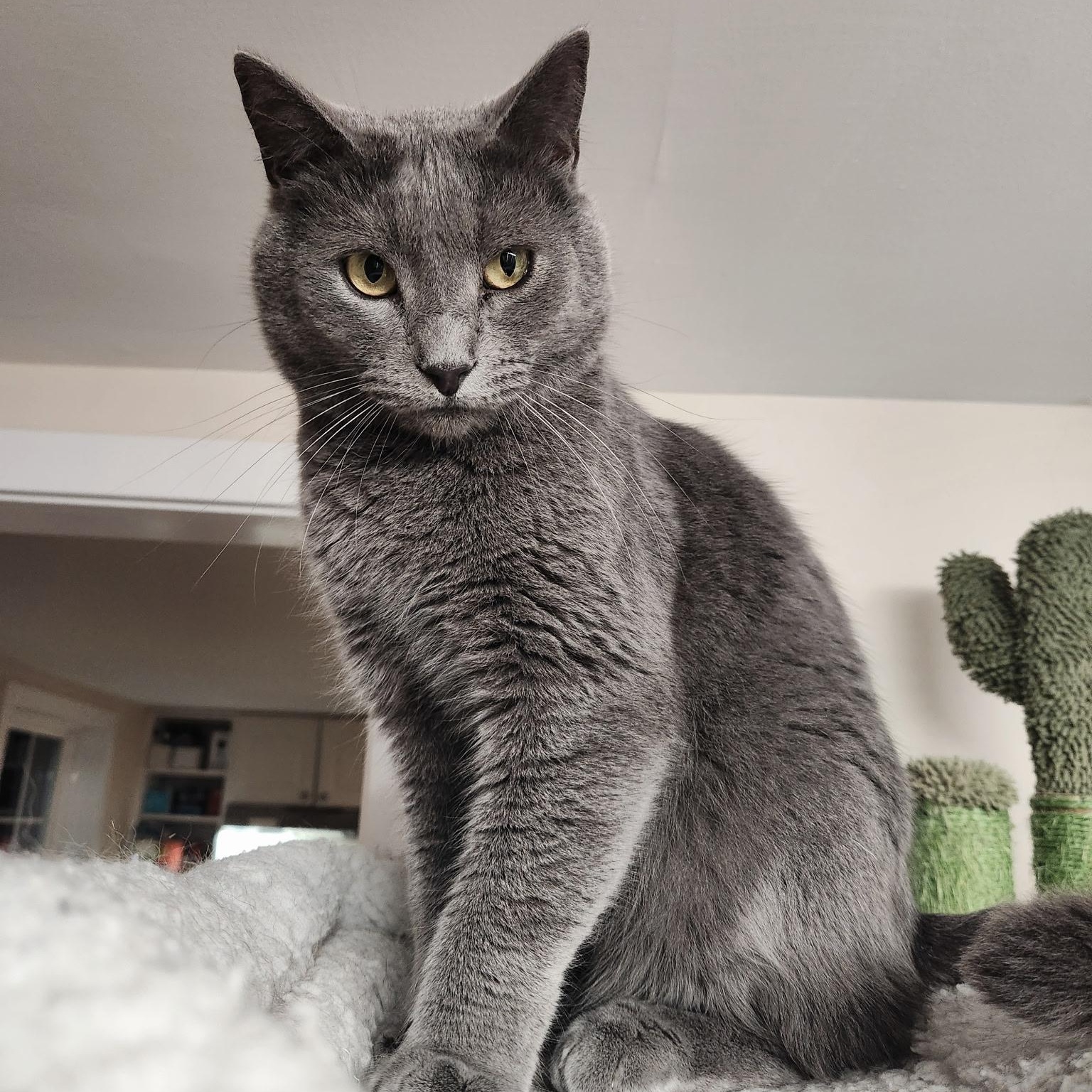 Slurpee, a Adoptable Domestic Short Hair in Queenstown, MD image 1/6
