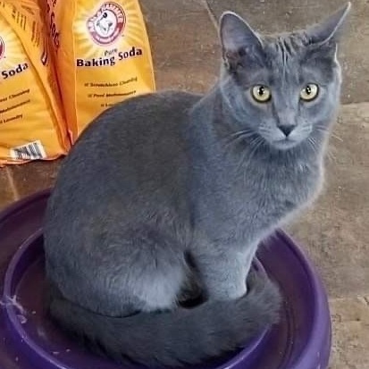 Enlarge Slurpee, a Adoptable Domestic Short Hair in Queenstown, MD image 2/13