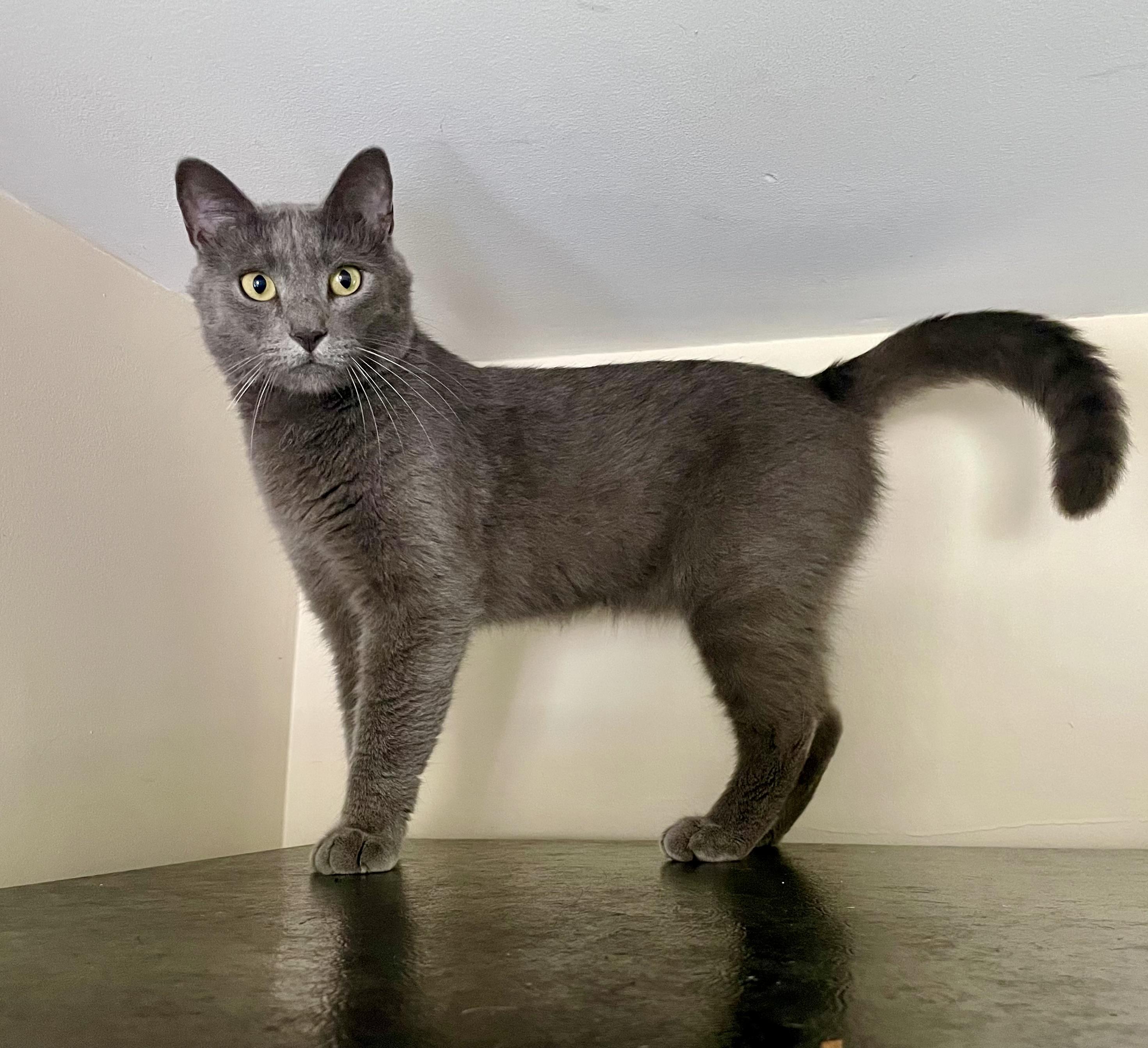 Enlarge Slurpee, a Adoptable Domestic Short Hair in Queenstown, MD image 3/6