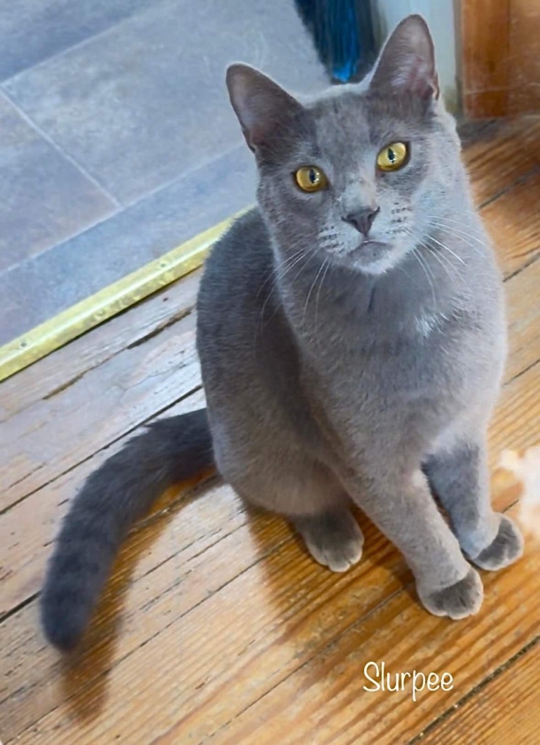 Enlarge Slurpee, a Adoptable Domestic Short Hair in Queenstown, MD image 3/13