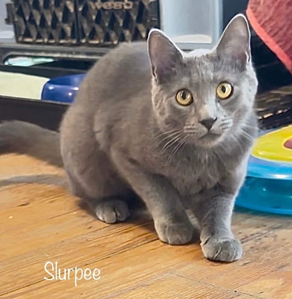 Enlarge Slurpee, a Adoptable Domestic Short Hair in Queenstown, MD image 4/13