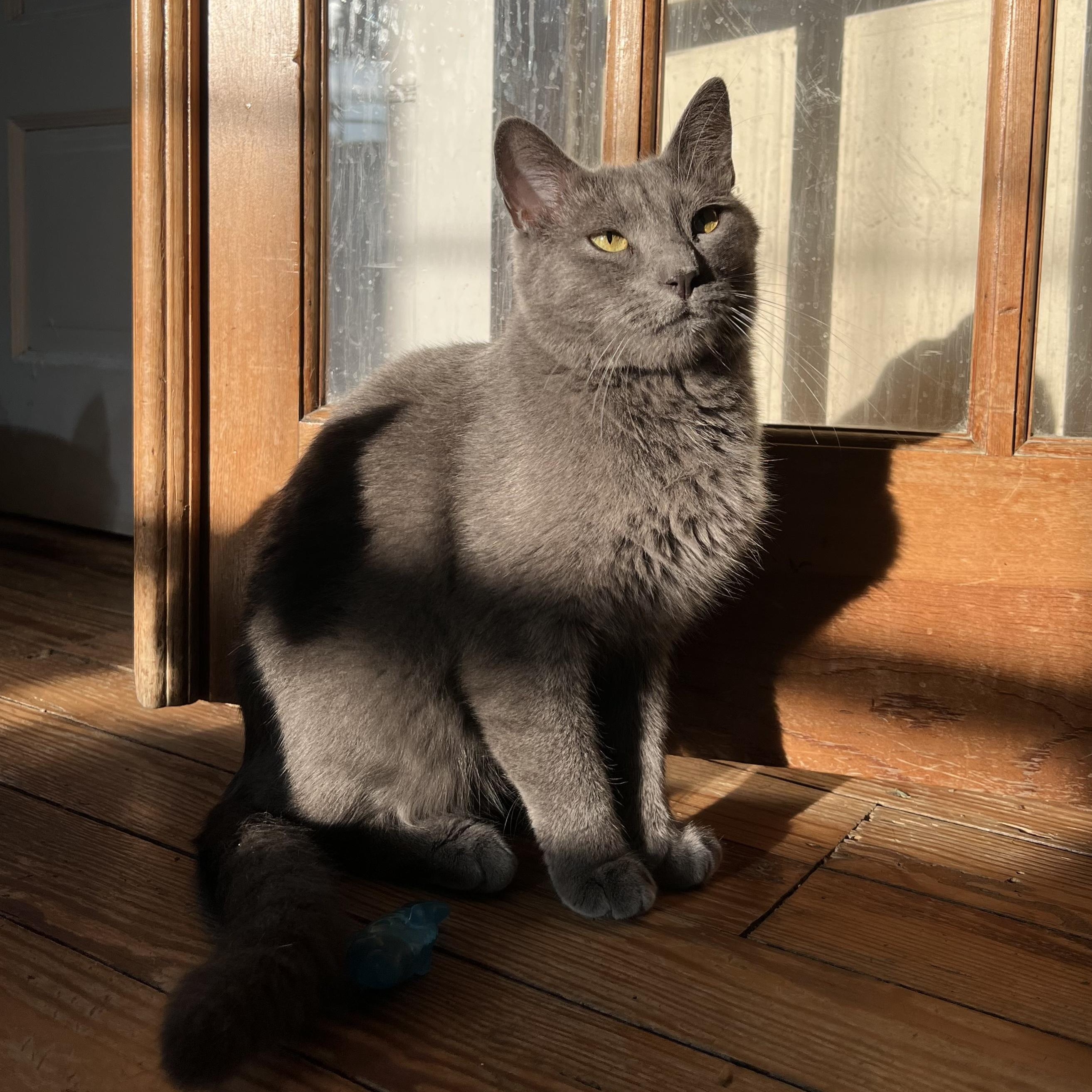 Slurpee, Adoptable, Adult Male Domestic Short Hair.