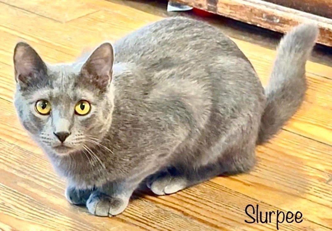 Enlarge Slurpee, a Adoptable Domestic Short Hair in Queenstown, MD image 5/13