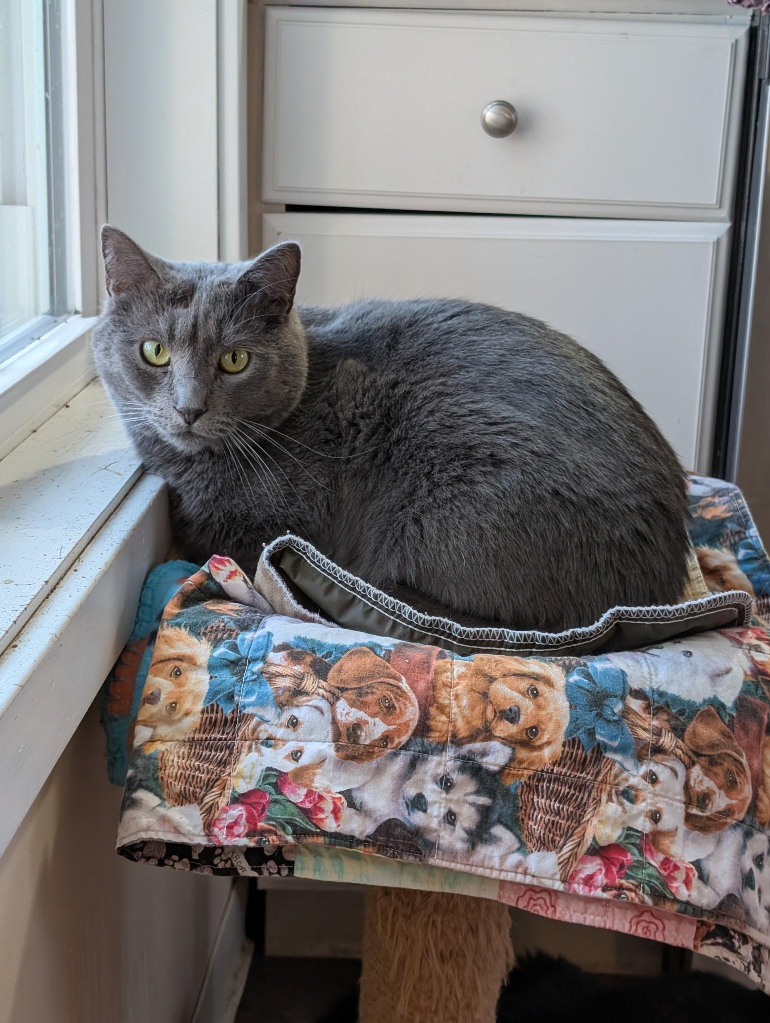 Enlarge Slurpee, a Adoptable Domestic Short Hair in Queenstown, MD image 6/6