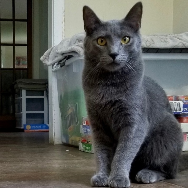 Enlarge Slurpee, a Adoptable Domestic Short Hair in Queenstown, MD image 6/13