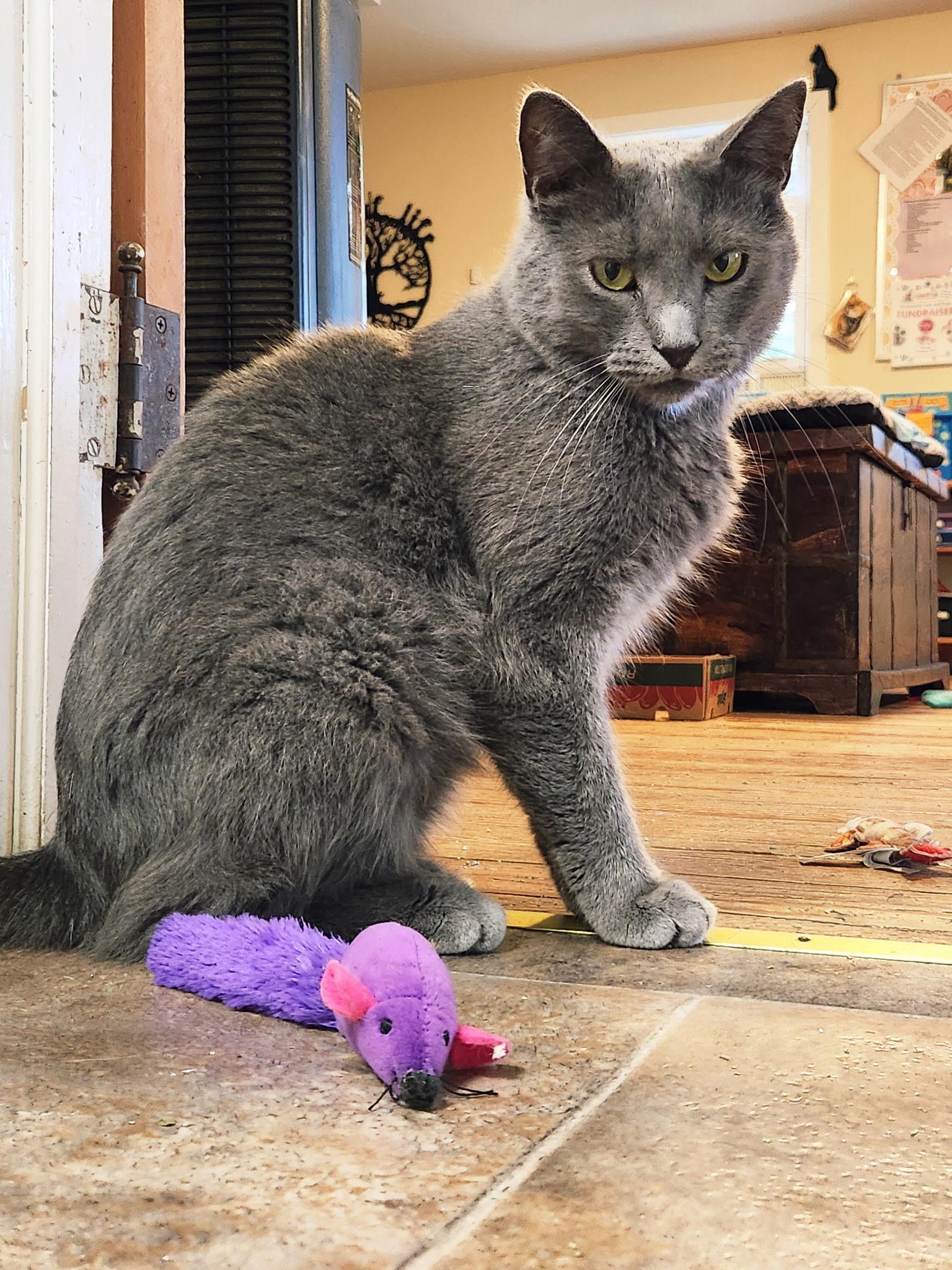 Enlarge Slurpee, a Adoptable Domestic Short Hair in Queenstown, MD image 4/6